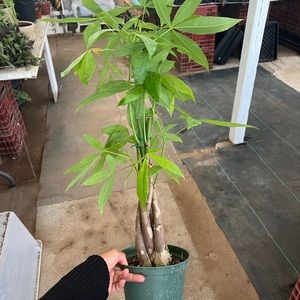 Money tree plant 6 inch pot | indoorplant | houseplant
